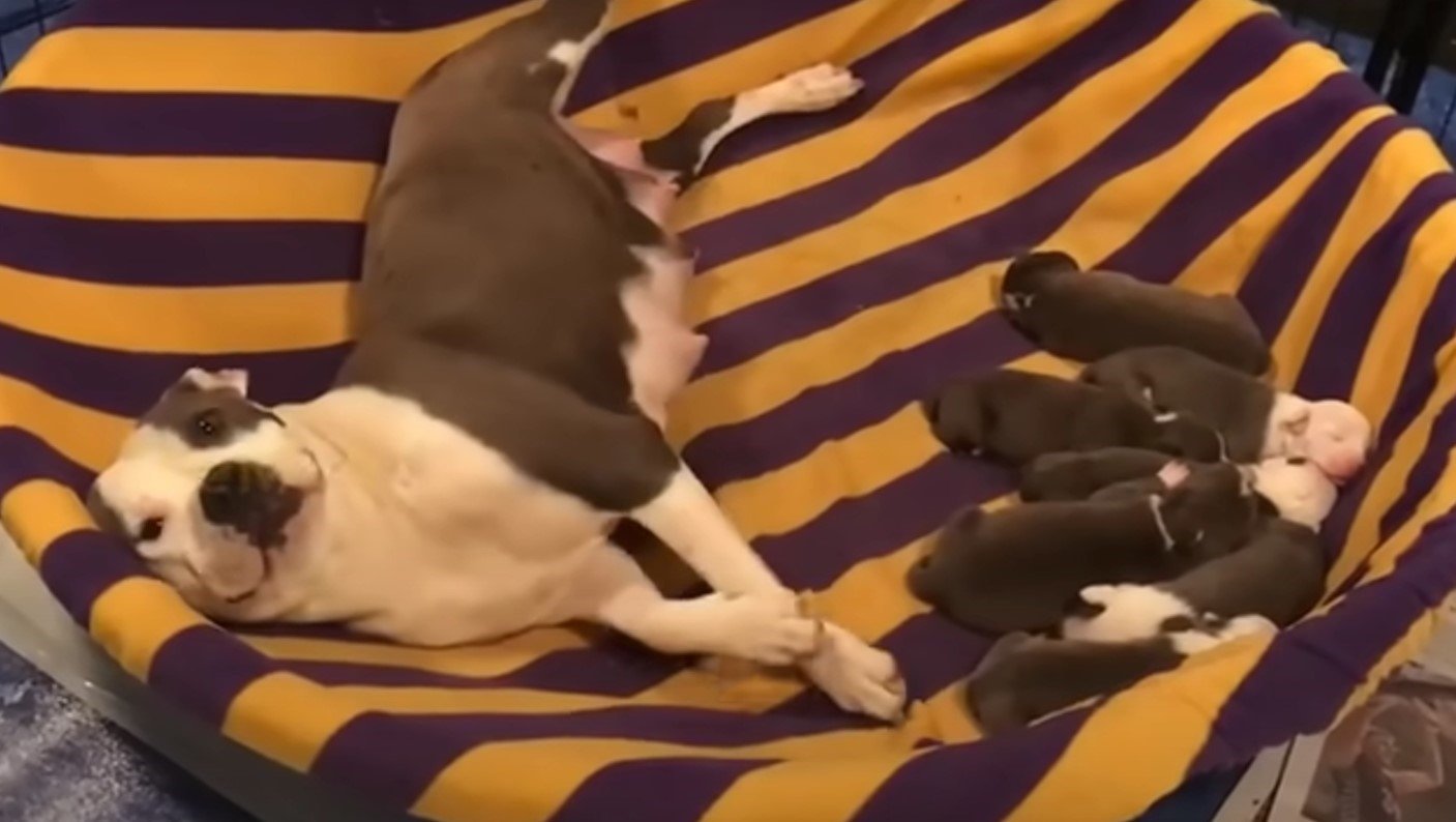 mother dog lying next to puppies