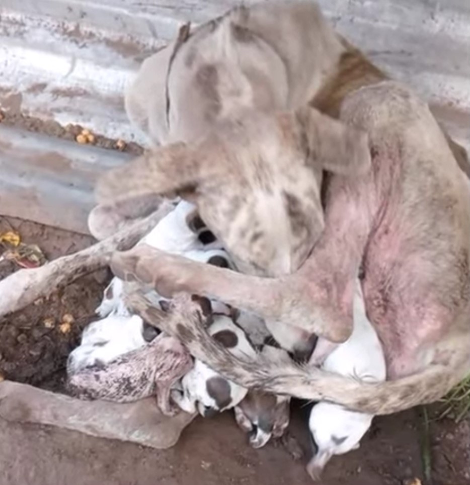 mother dog protecting her puppies