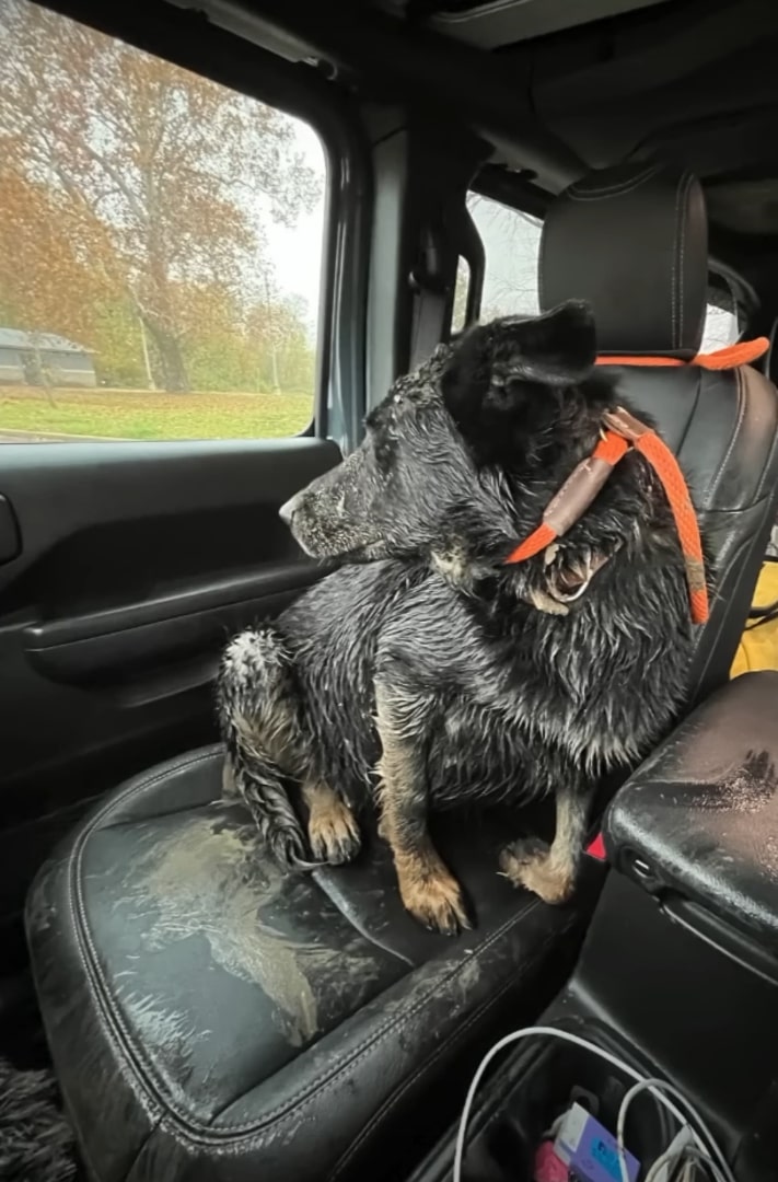 muddy dog in the car