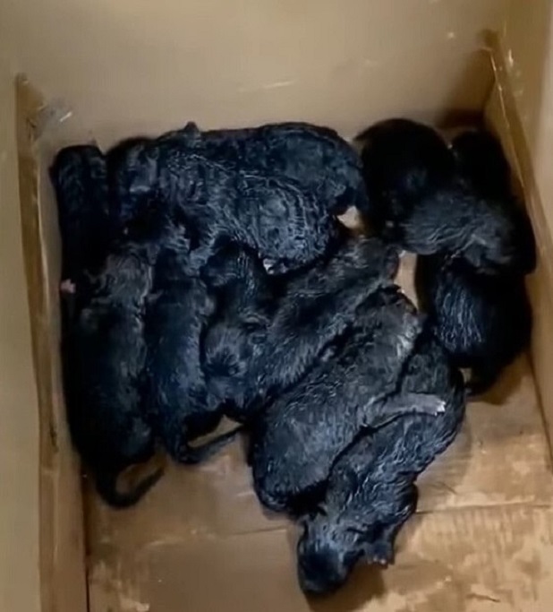 newborn puppies in a box