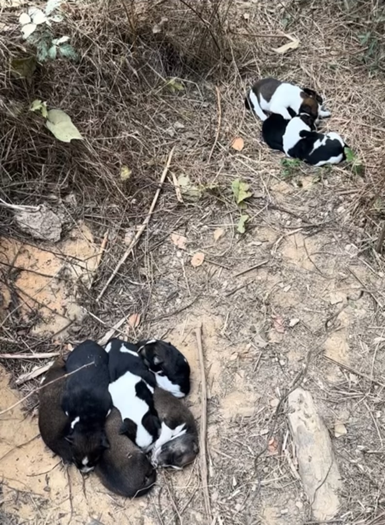 newborn puppies in forest