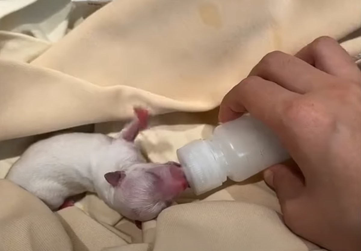 newborn puppy being fed by milk bottle