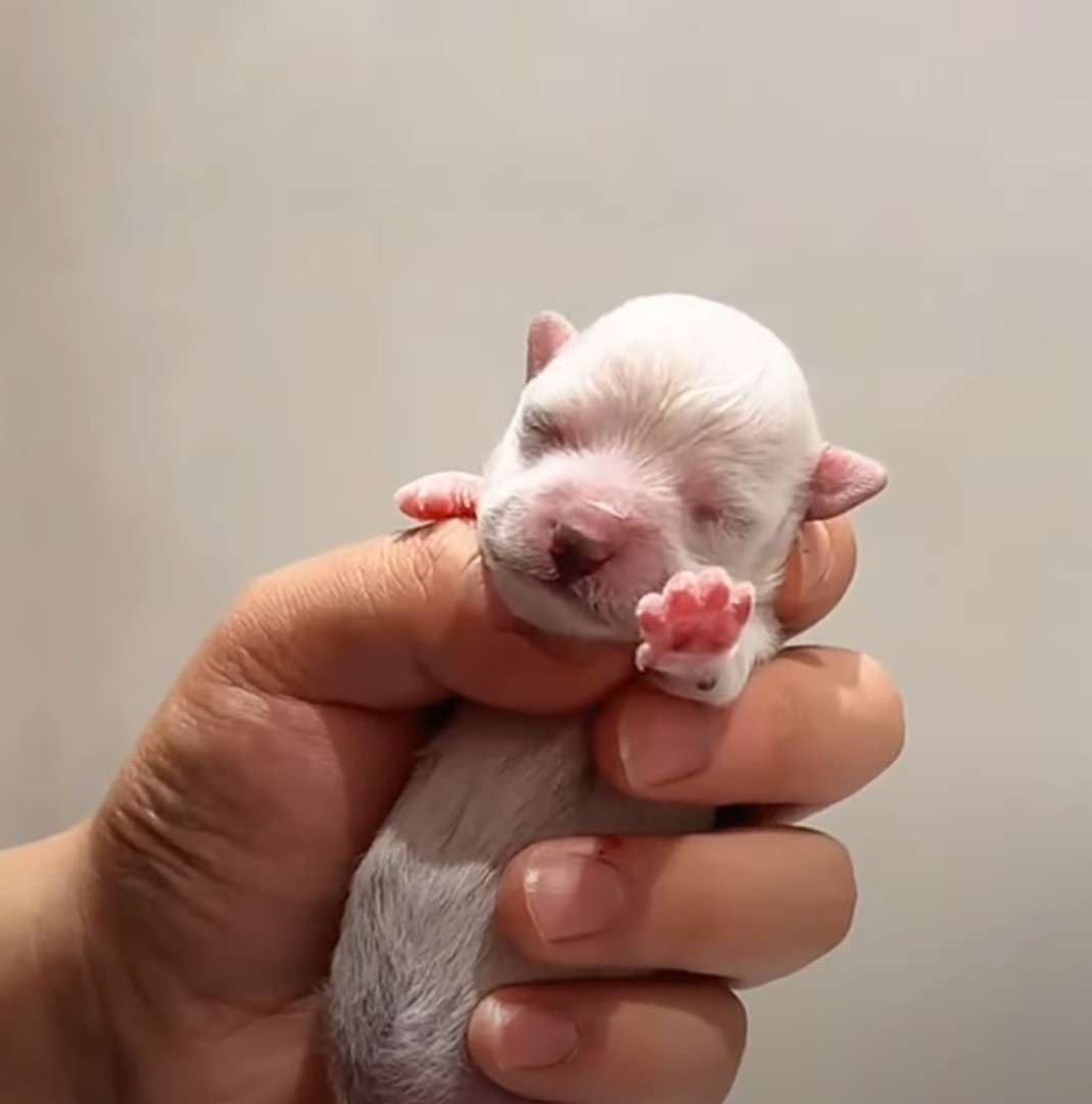 newborn puppy in hand