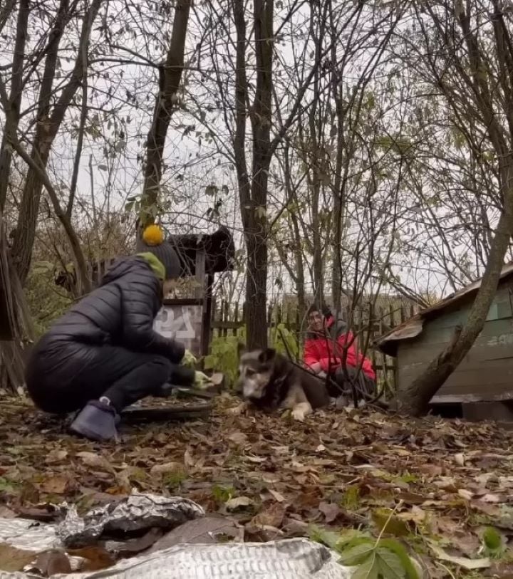 people approaching abandoned dog