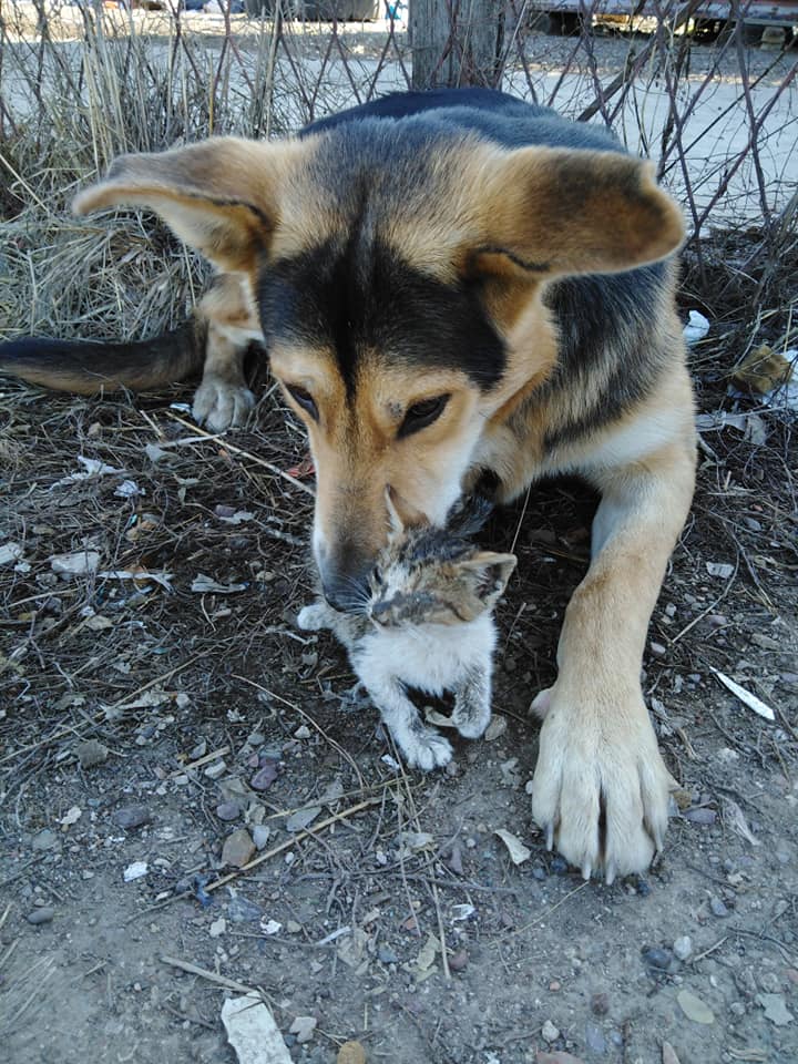 photo of dog helping a kitten