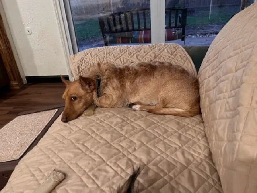 photo of dog lying on the couch