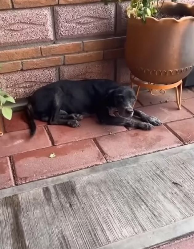 photo of dog lying outdoors