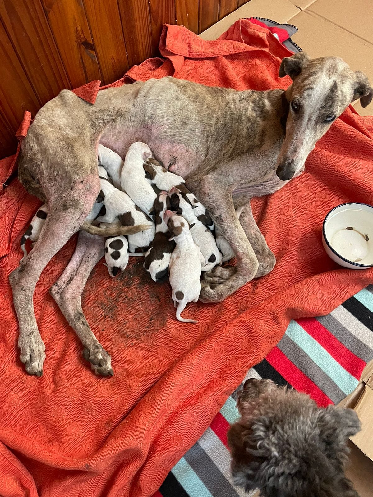 photo of dog nursing the puppies indoors