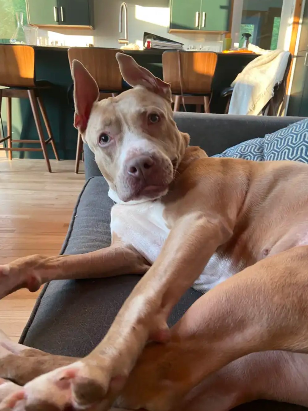 photo of pup lying on couch