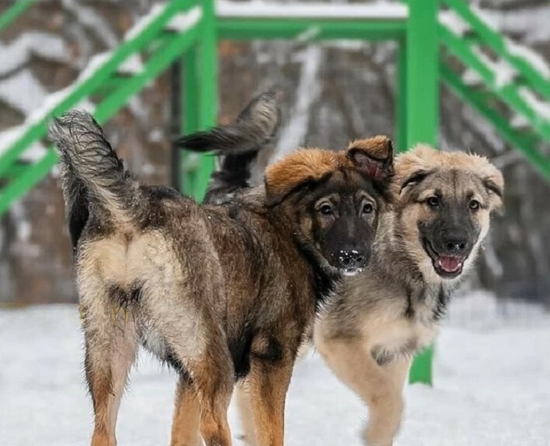 photo of two puppies in the snow