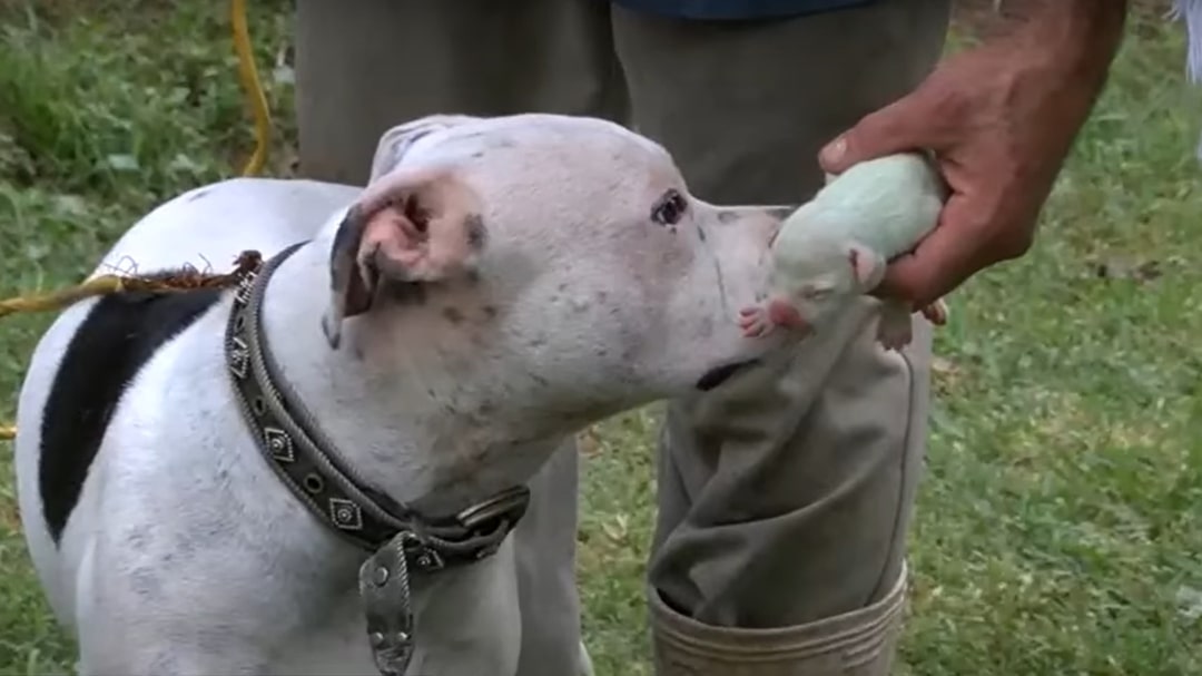 pitbull sniffing the puppy