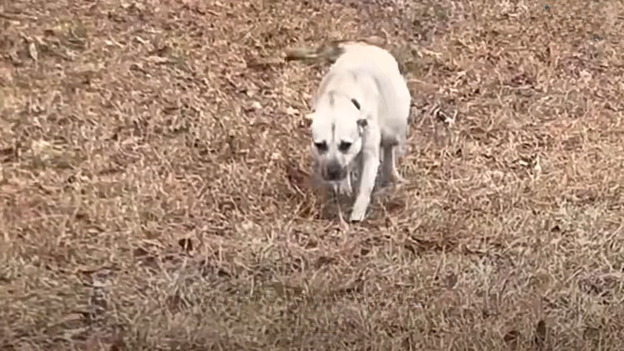 poor dog barely walking outdoor