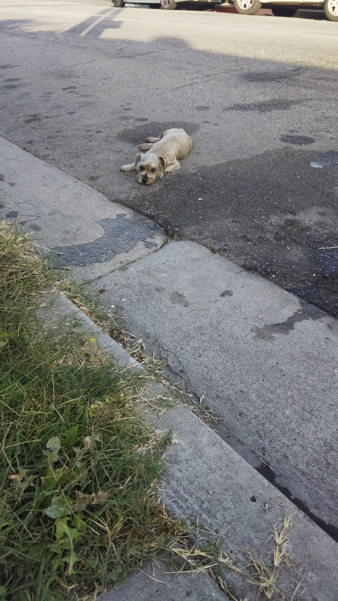 poor dog lying on the street