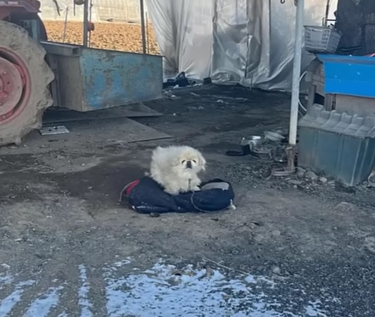 poor dog sitting on the old clothes