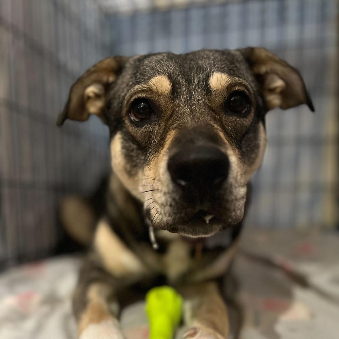 portrait of a dog in a shelter