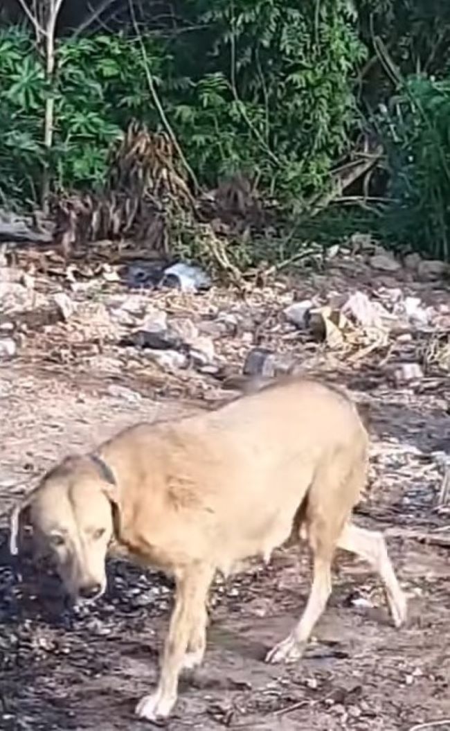 pregnant stray dog