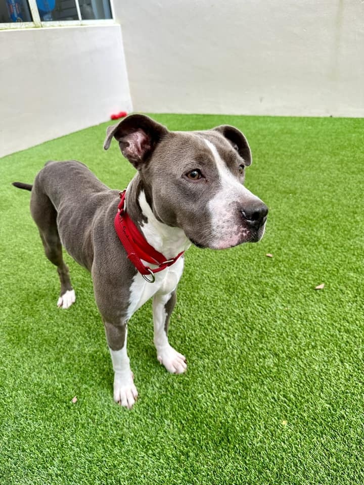 pretty dog standing on green grass