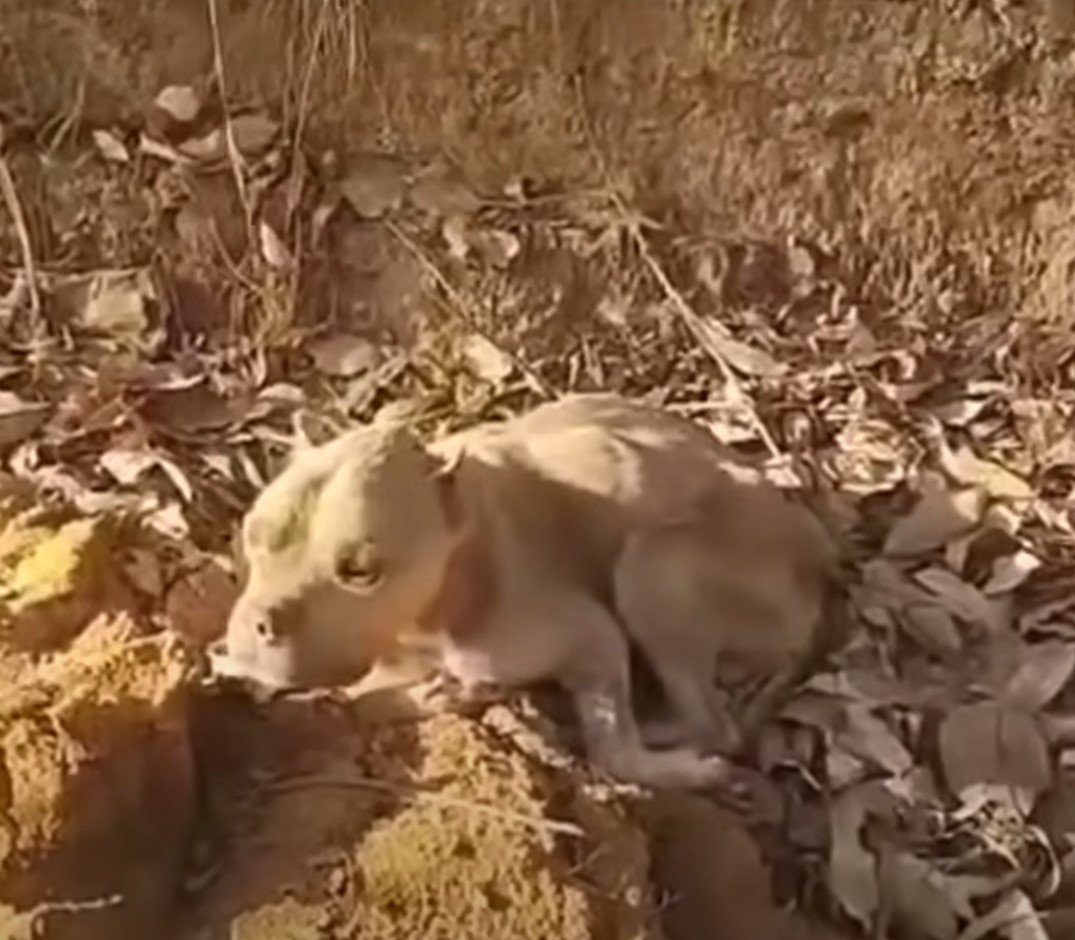 pup found by the side of the road