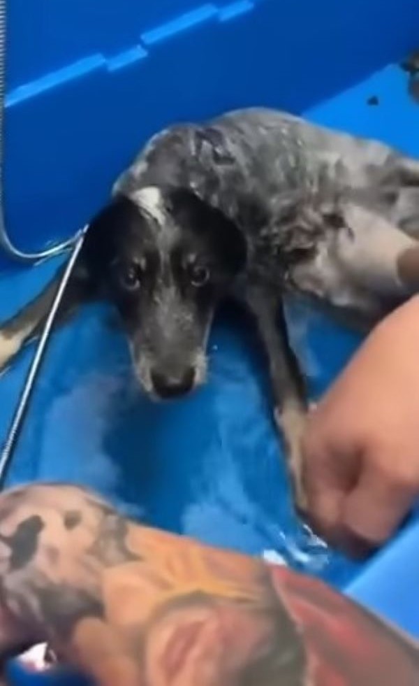 pup getting a bath