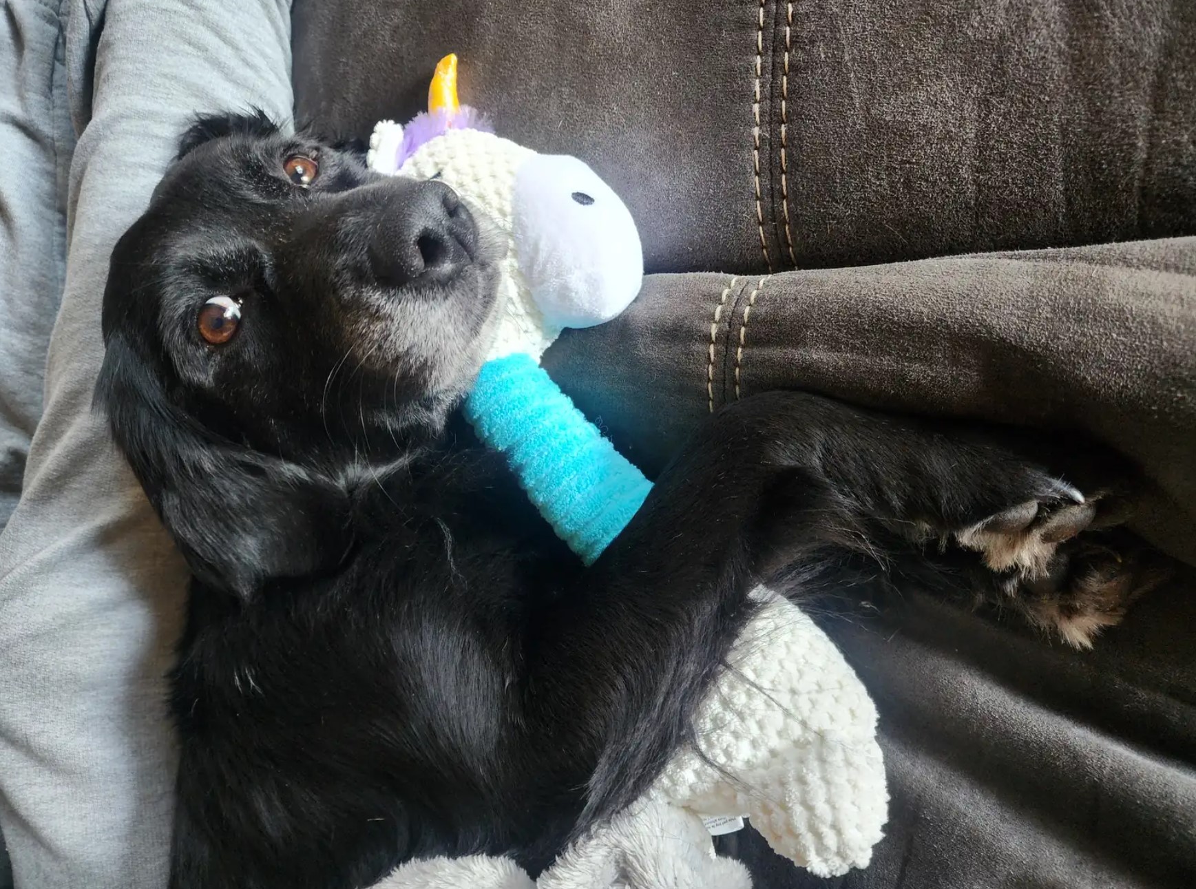 pup holding a toy in his mouth