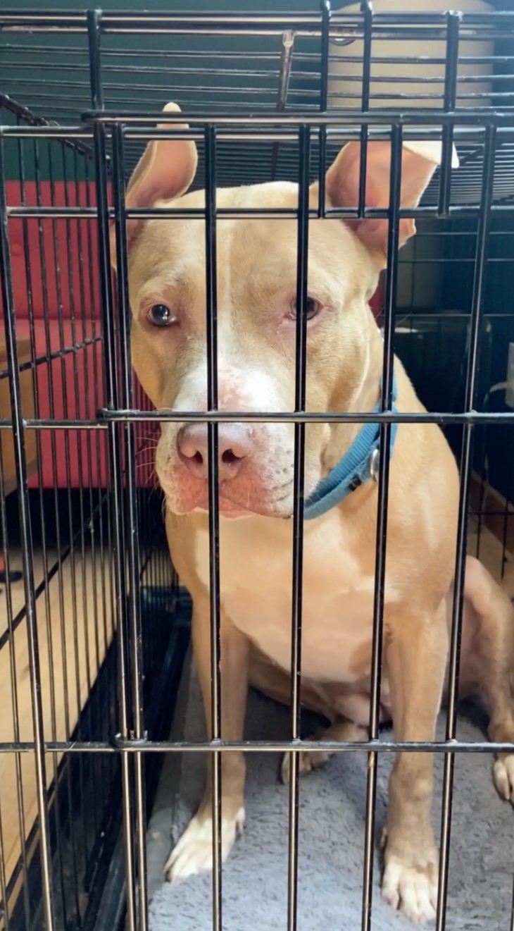 pup in a crate