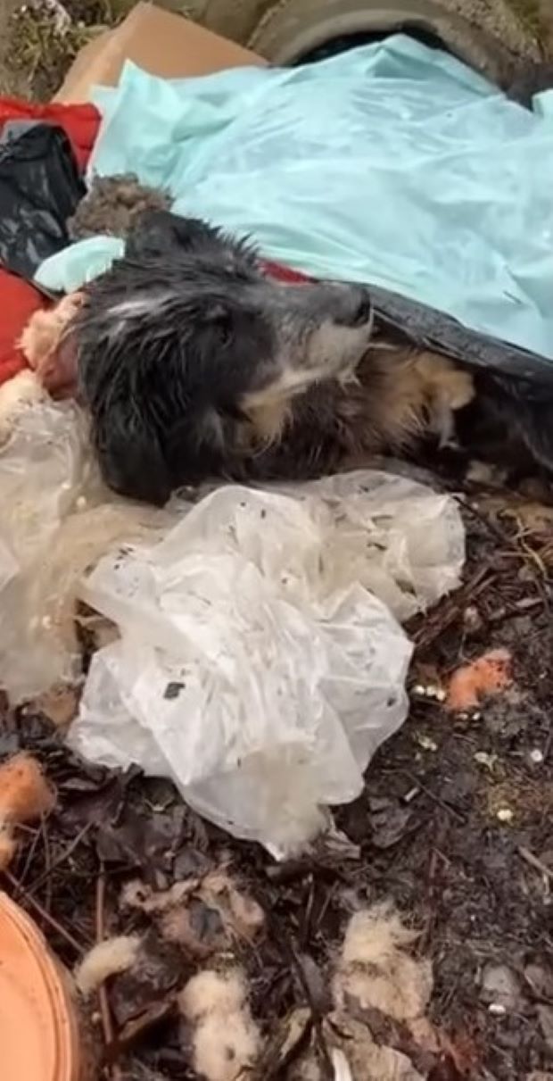 pup lying on a pile of trash