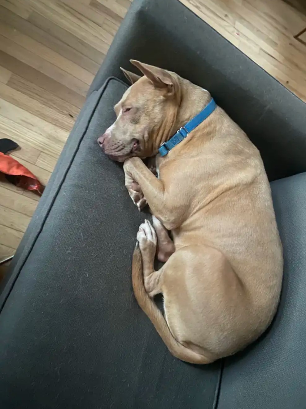 pup lying on couch