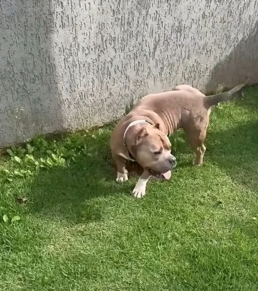 pup on the grass