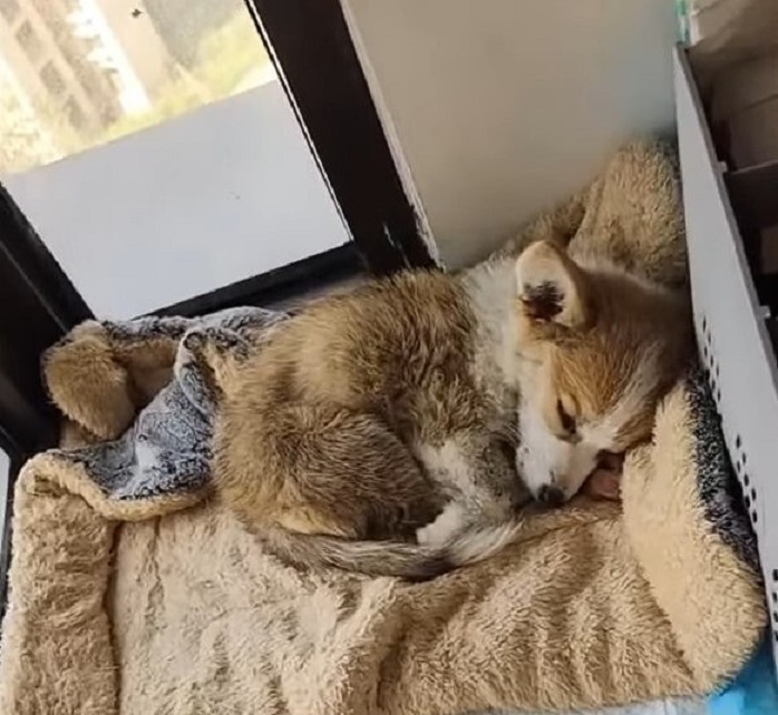 pup sleeping indoors