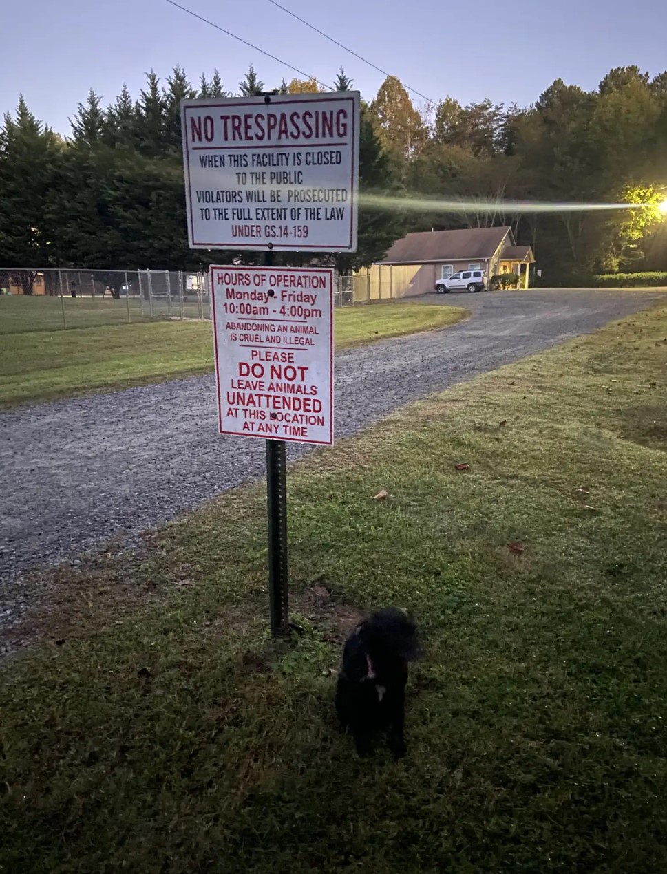 pup tied to a sign