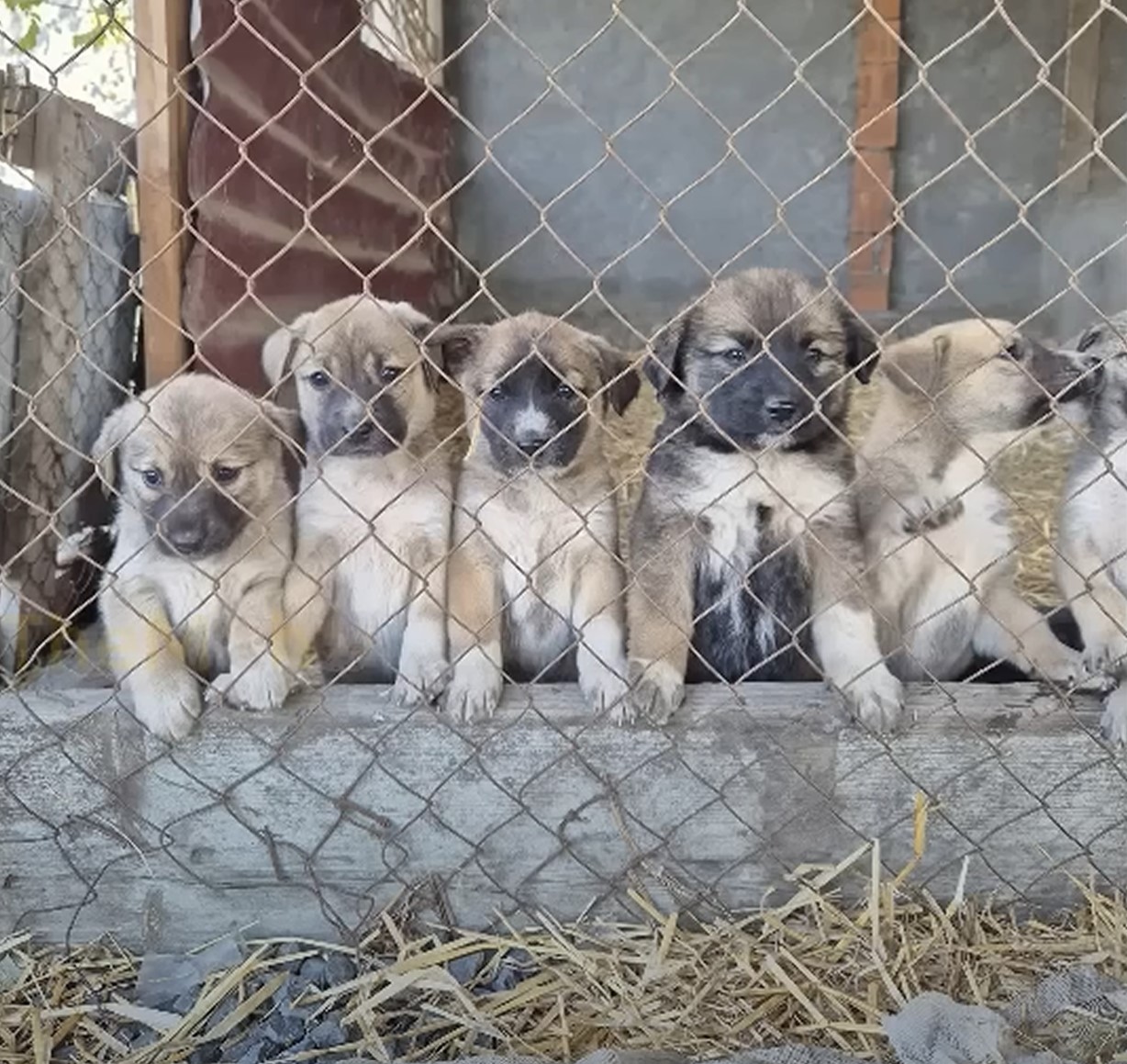 puppies behind the fence