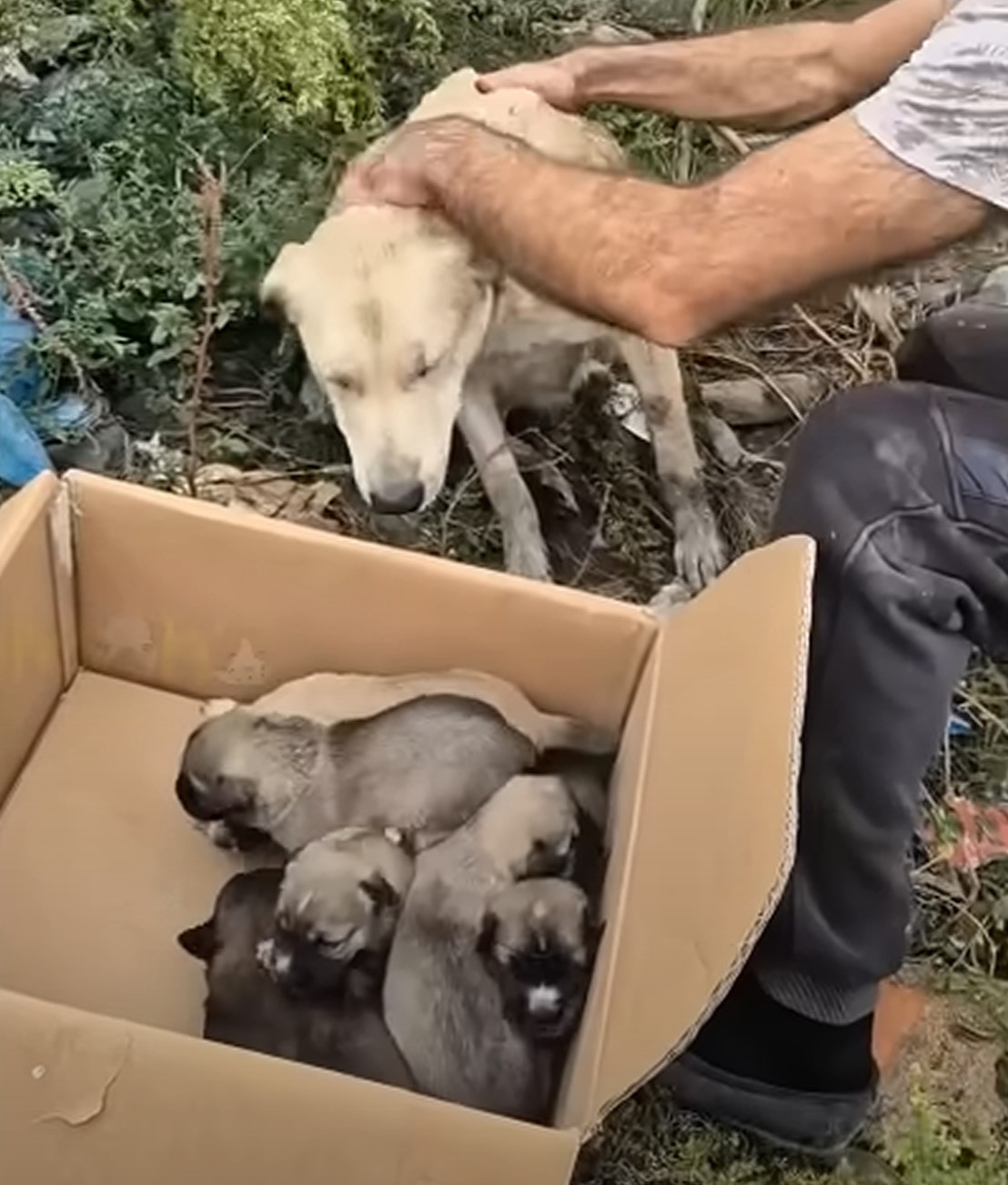 puppies in a cardboard box