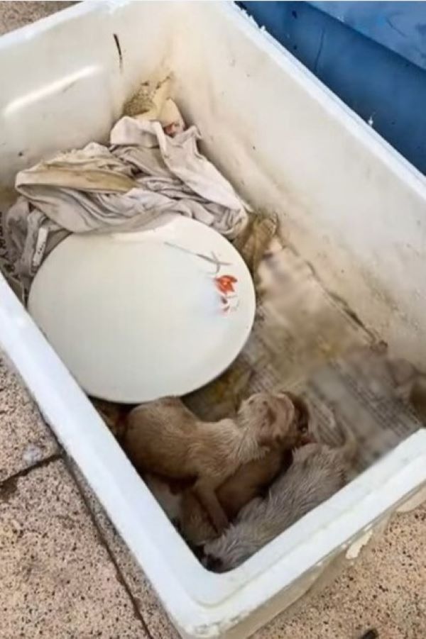 puppies in a white box