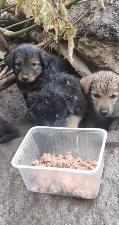 puppies looking at food