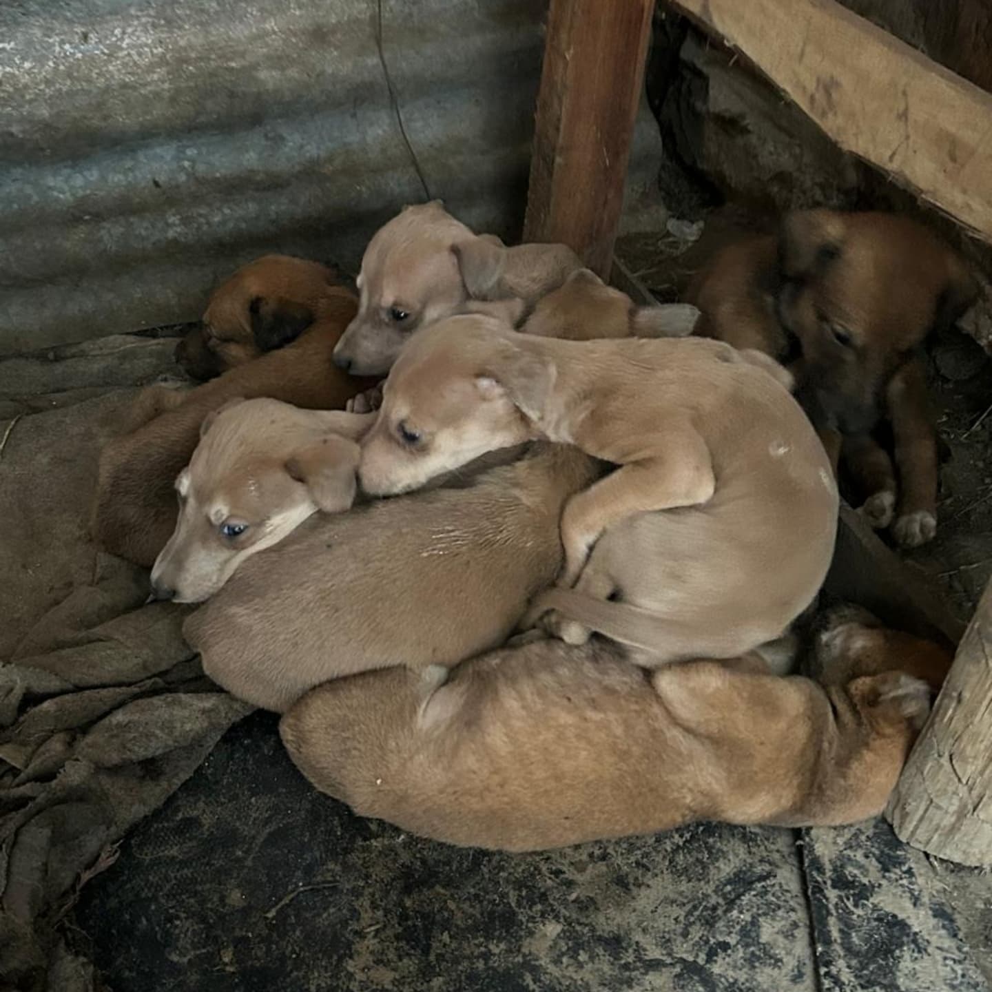 puppies lying on a pile