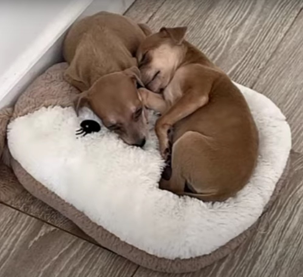 puppies lying on dog bed