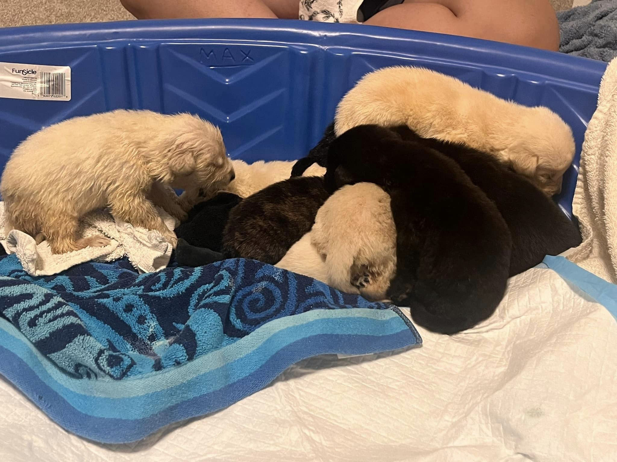 puppies on a towel