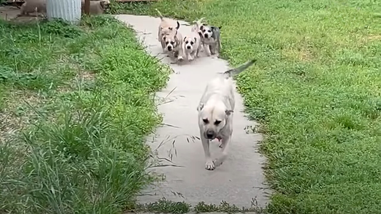 puppies run after dog in yard