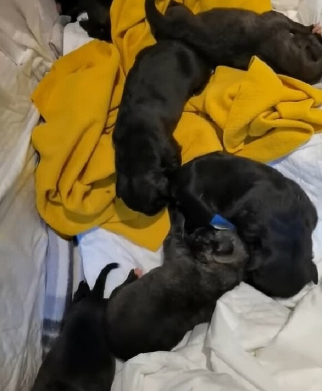 puppies sleeping