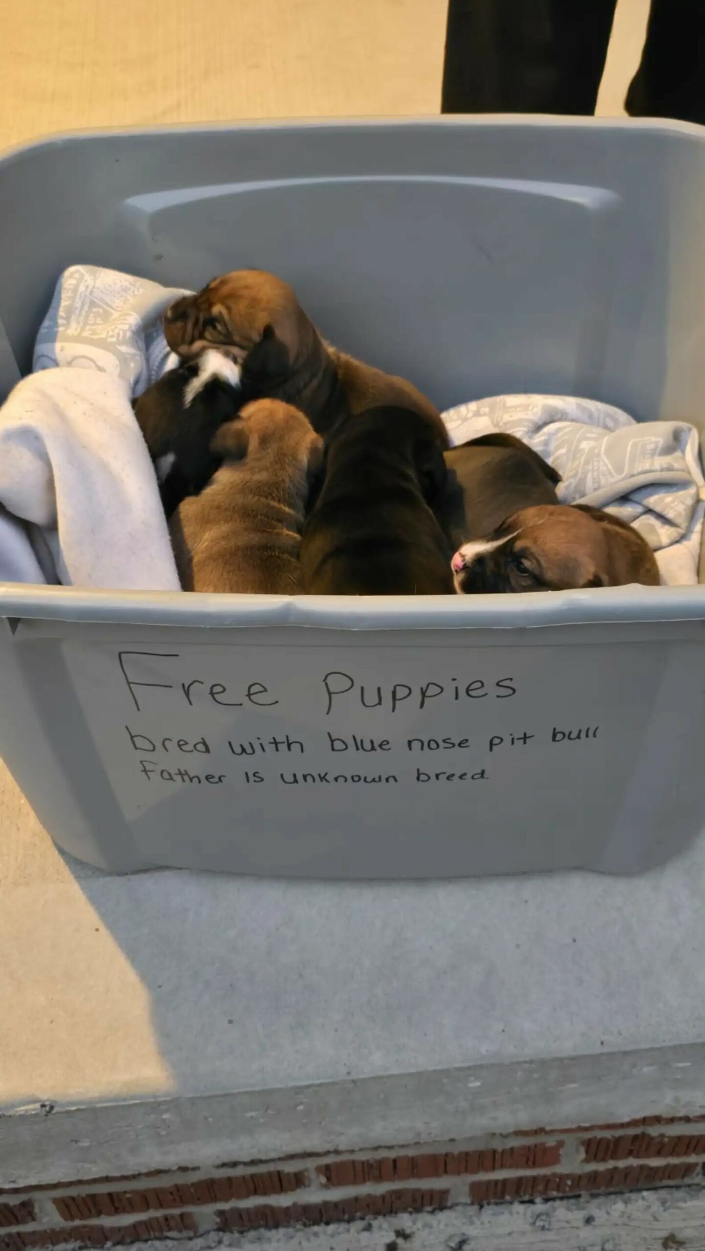 puppies sleeping in a can