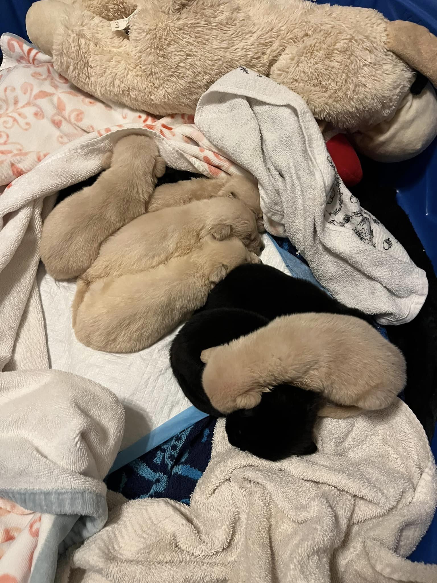 puppies sleeping