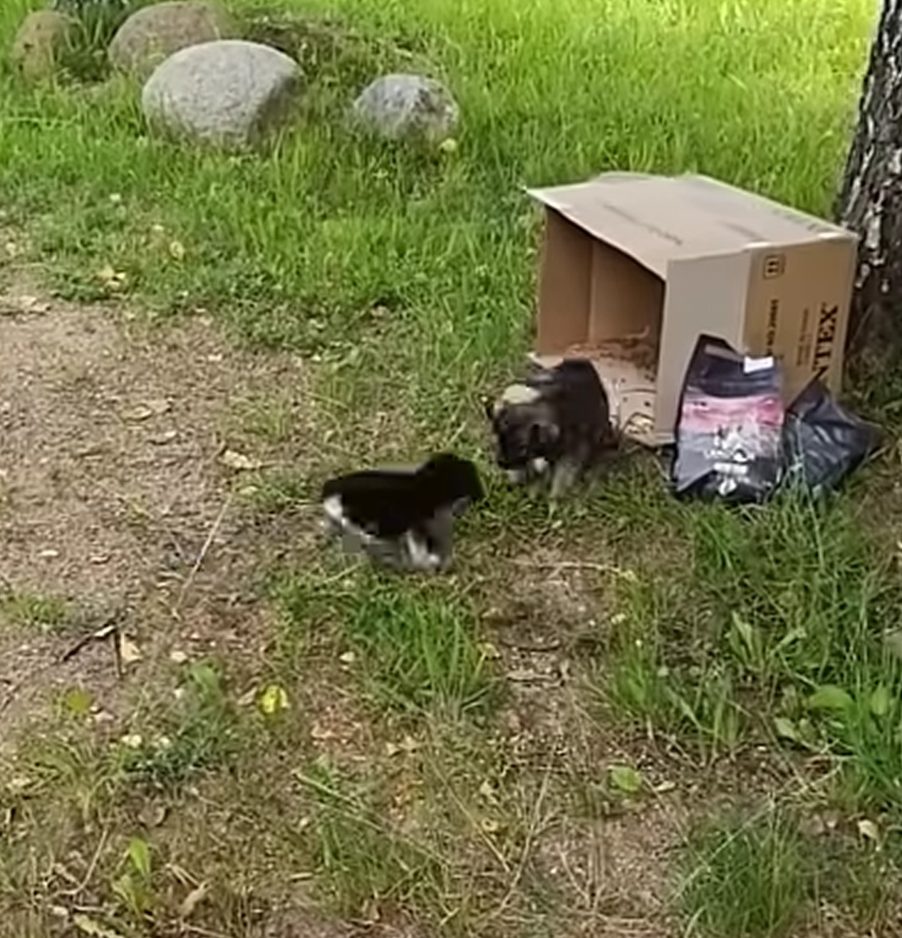 puppies thrown out in a box by the roadside