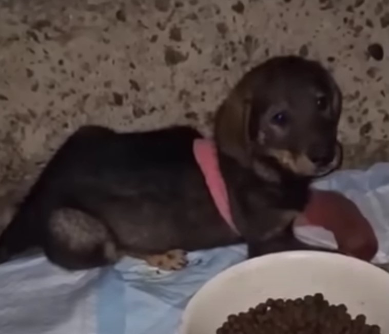 puppy and food