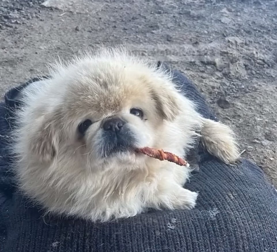 puppy eating treat