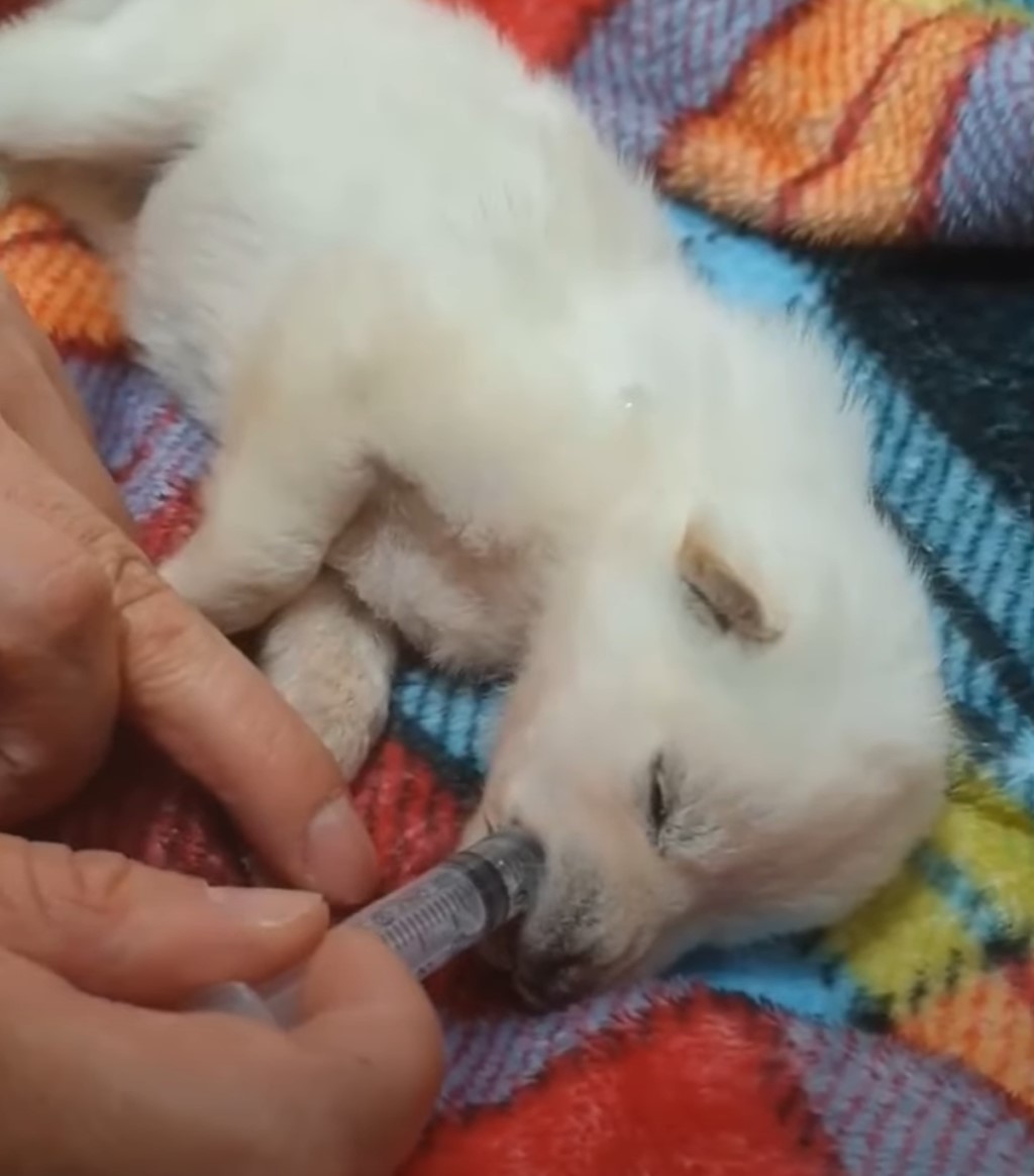 puppy getting medicine