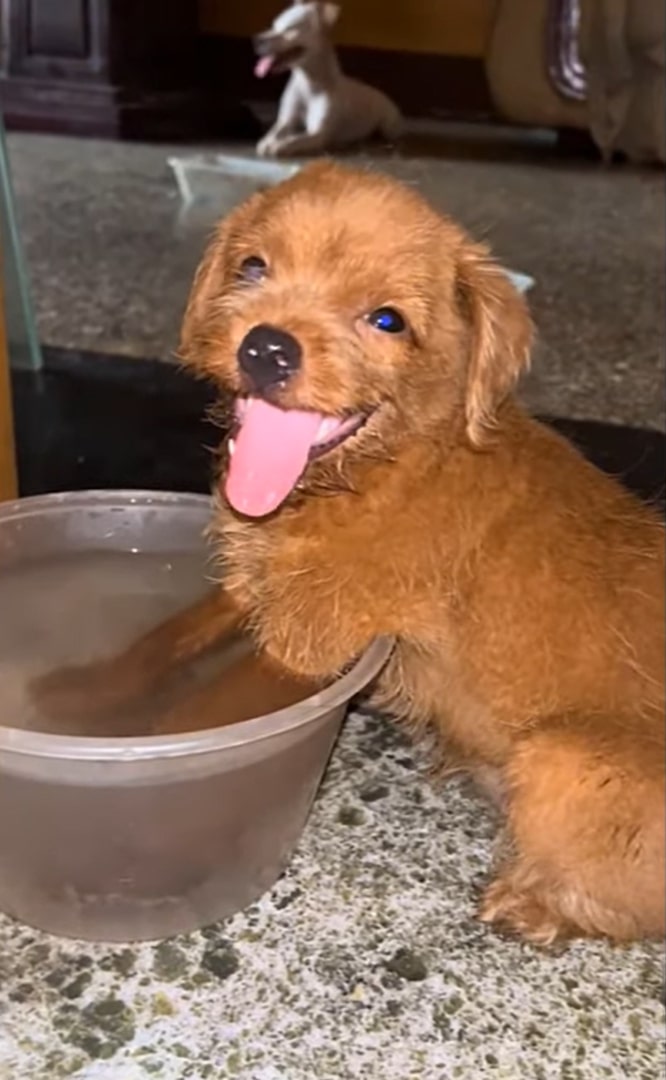 puppy holding paws in bowl of water