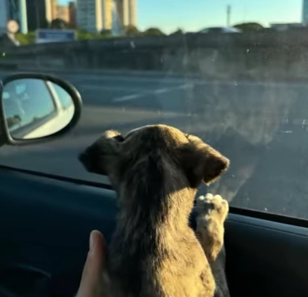 puppy in a car