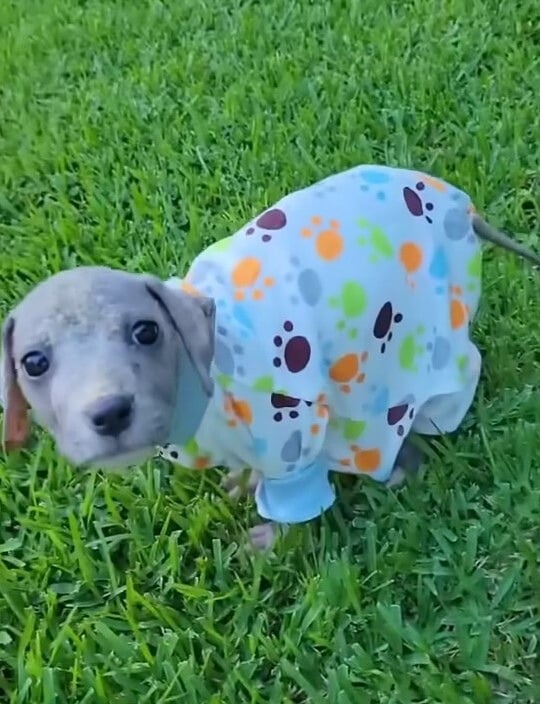 puppy in sweet clothes