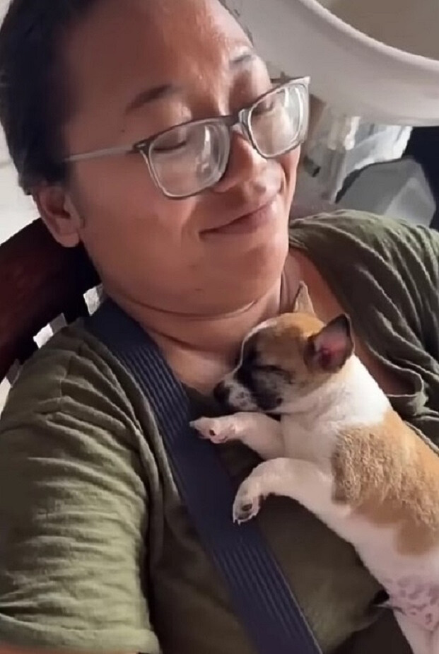 puppy laying on a owner