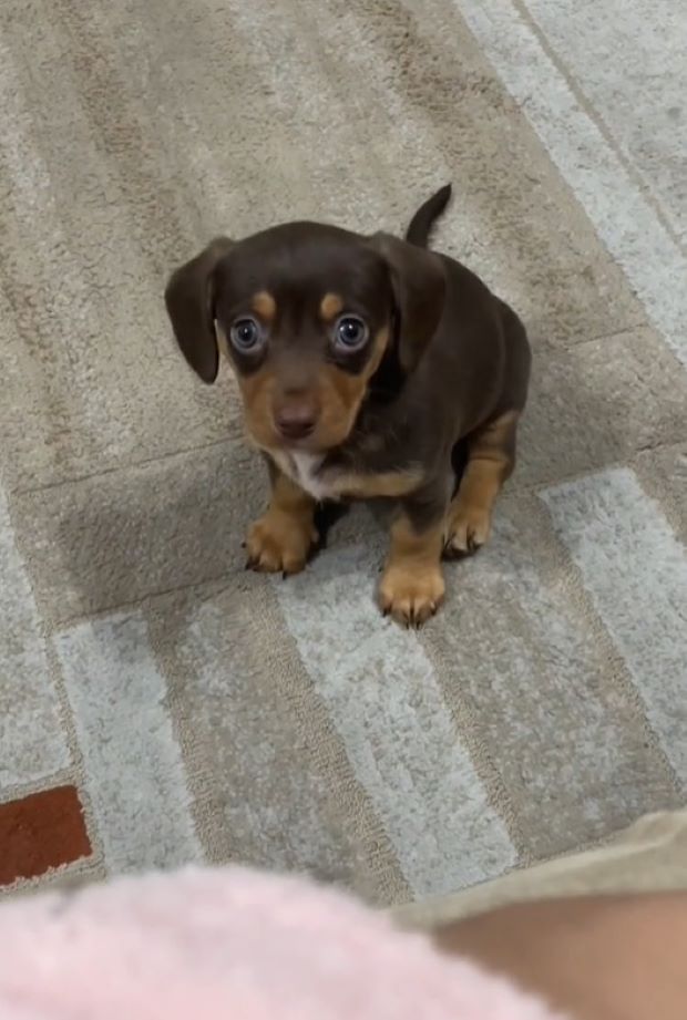 puppy looking at the camera